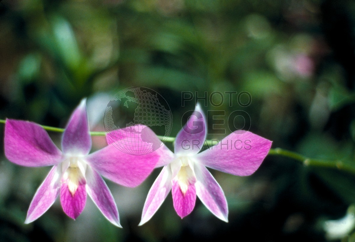 0763 Orchid, Maui, HI