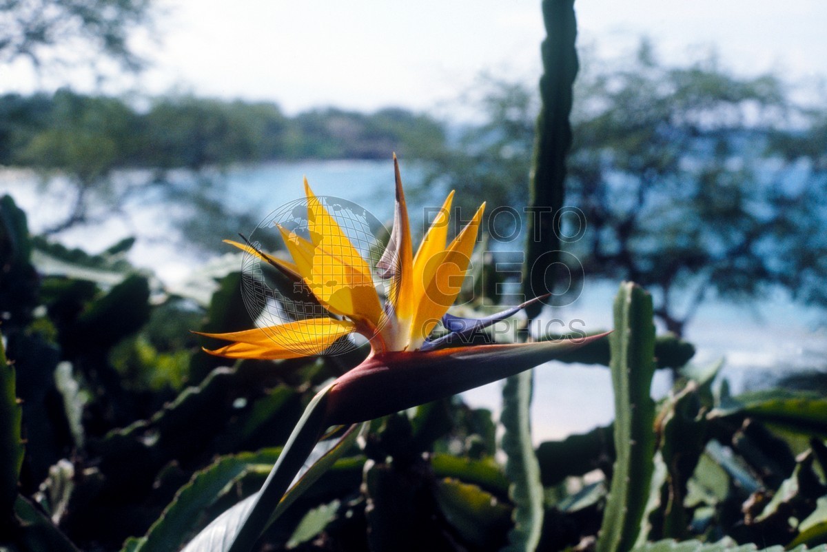 0764 Bird of Paradise, Maui, HI