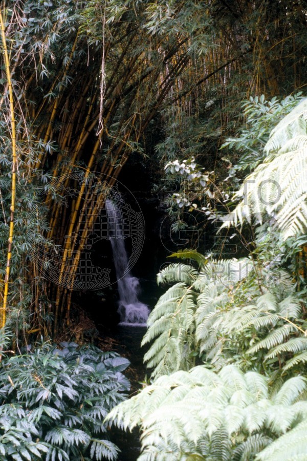 0767 Waterfall in Forest, Oahu, HI
