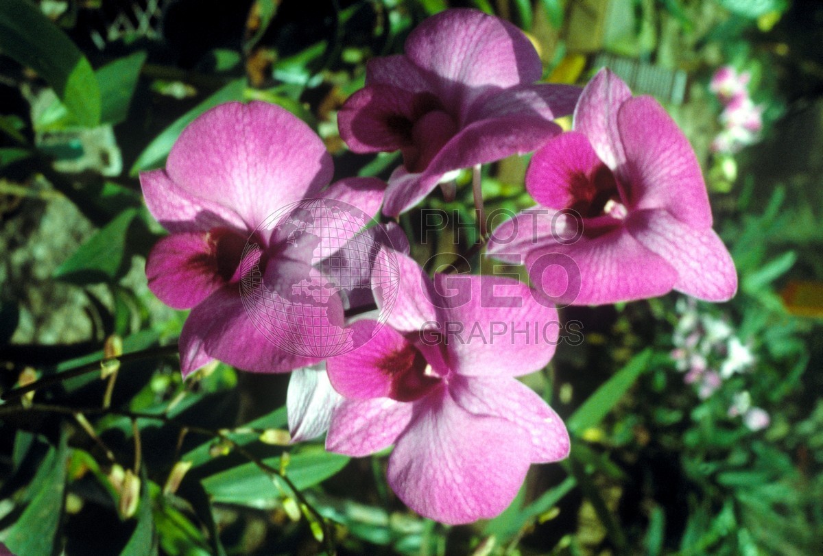 0770 Pink Flower, HI