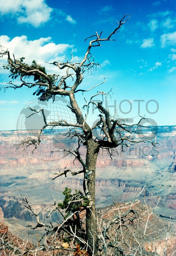0785 Grand Canyon Tree, AZ
