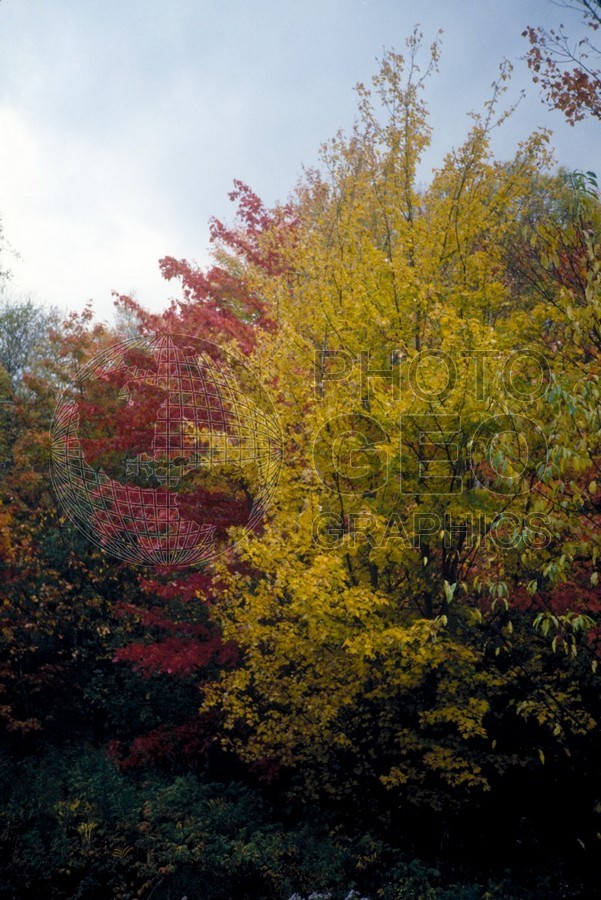 0858 Colors, VT