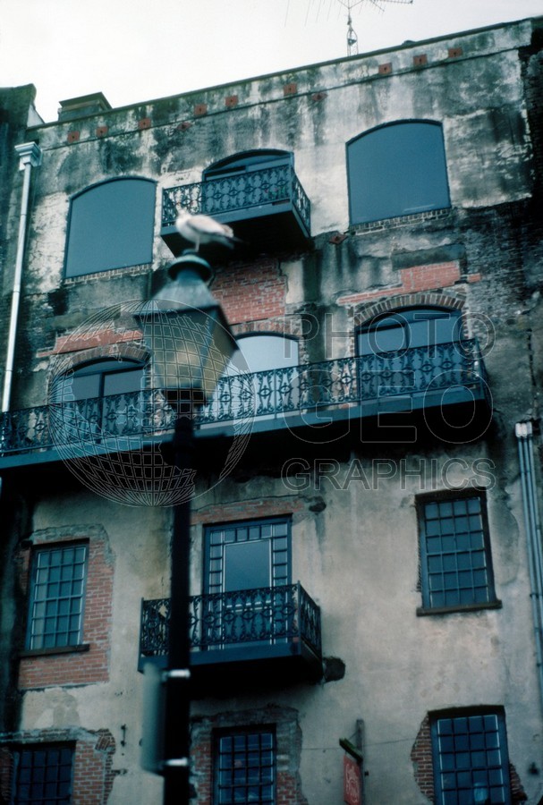0879 Seagull, Savannah, GA