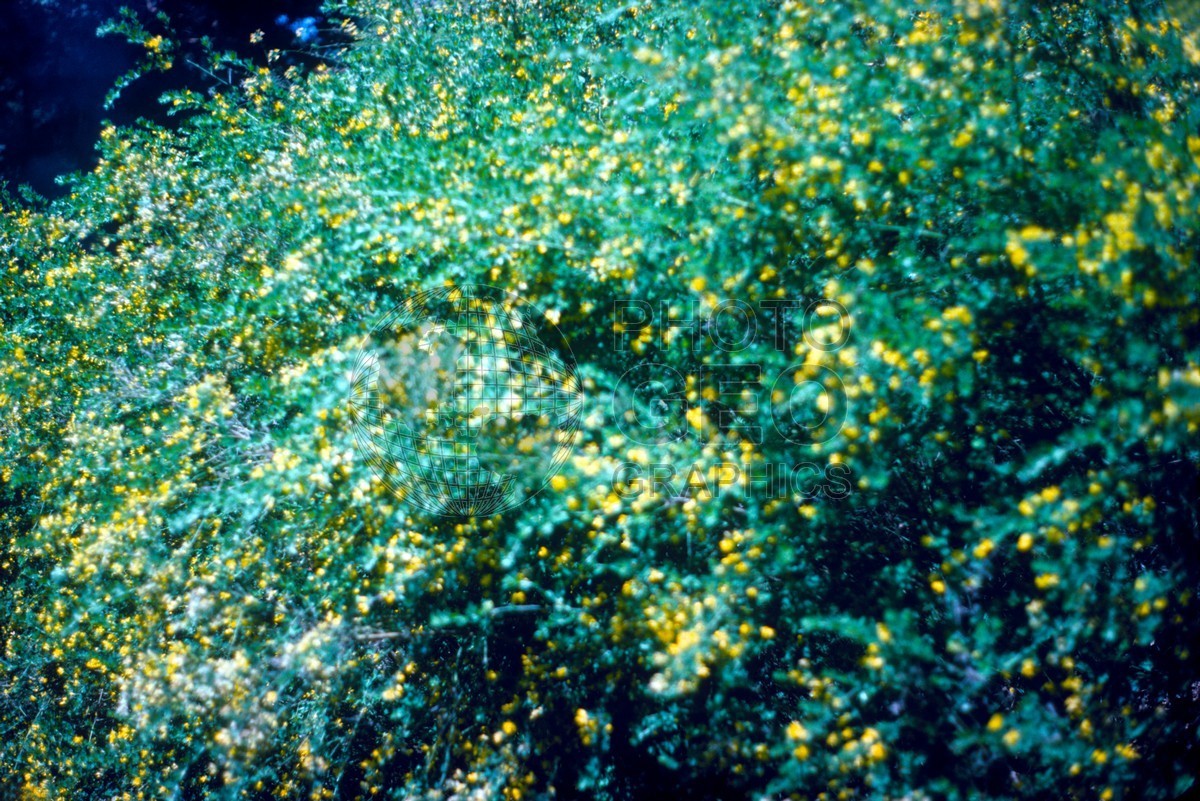 0882 Wildflowers, CA