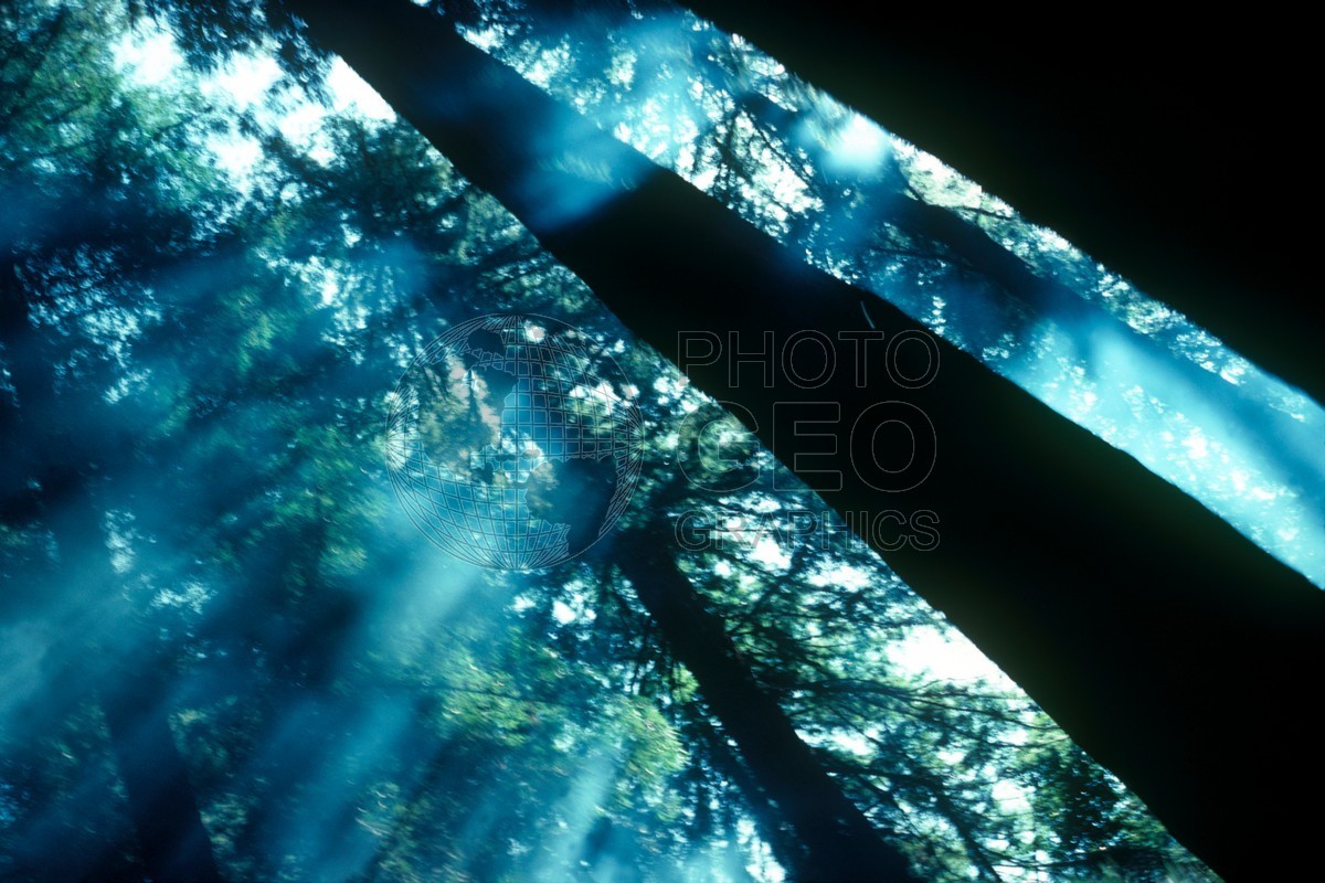 0883 Sunlight Through Trees in Sky, CA