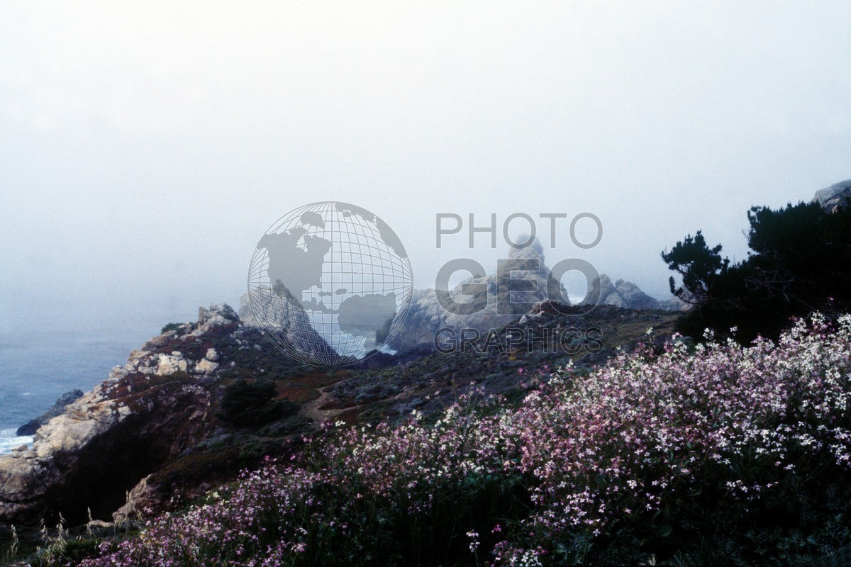 0884 Foggy Coastline, CA