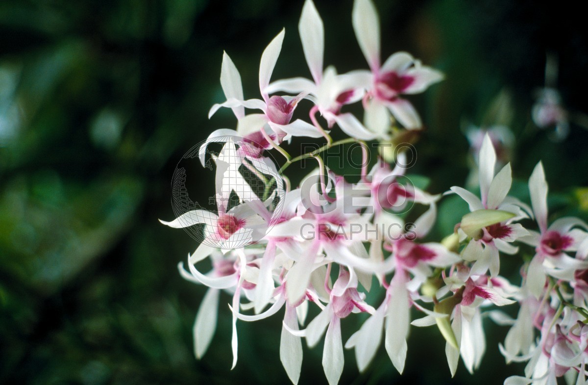 0909 White and Purple Orchids, Singapore