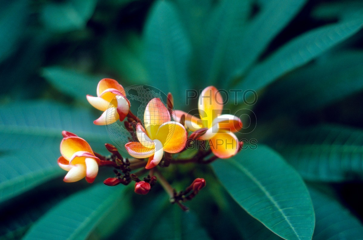 0910 Orange and Yellow Plumeria, Singapore