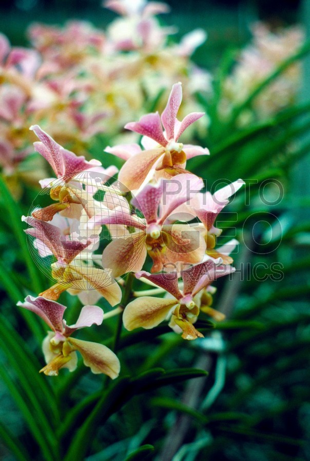 0911 Purple and Yellow Orchids, Singapore