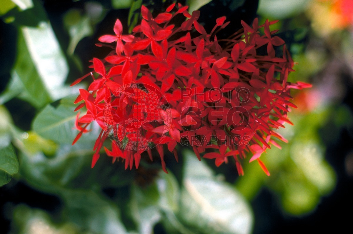 0925 Red Ixora, Singapore