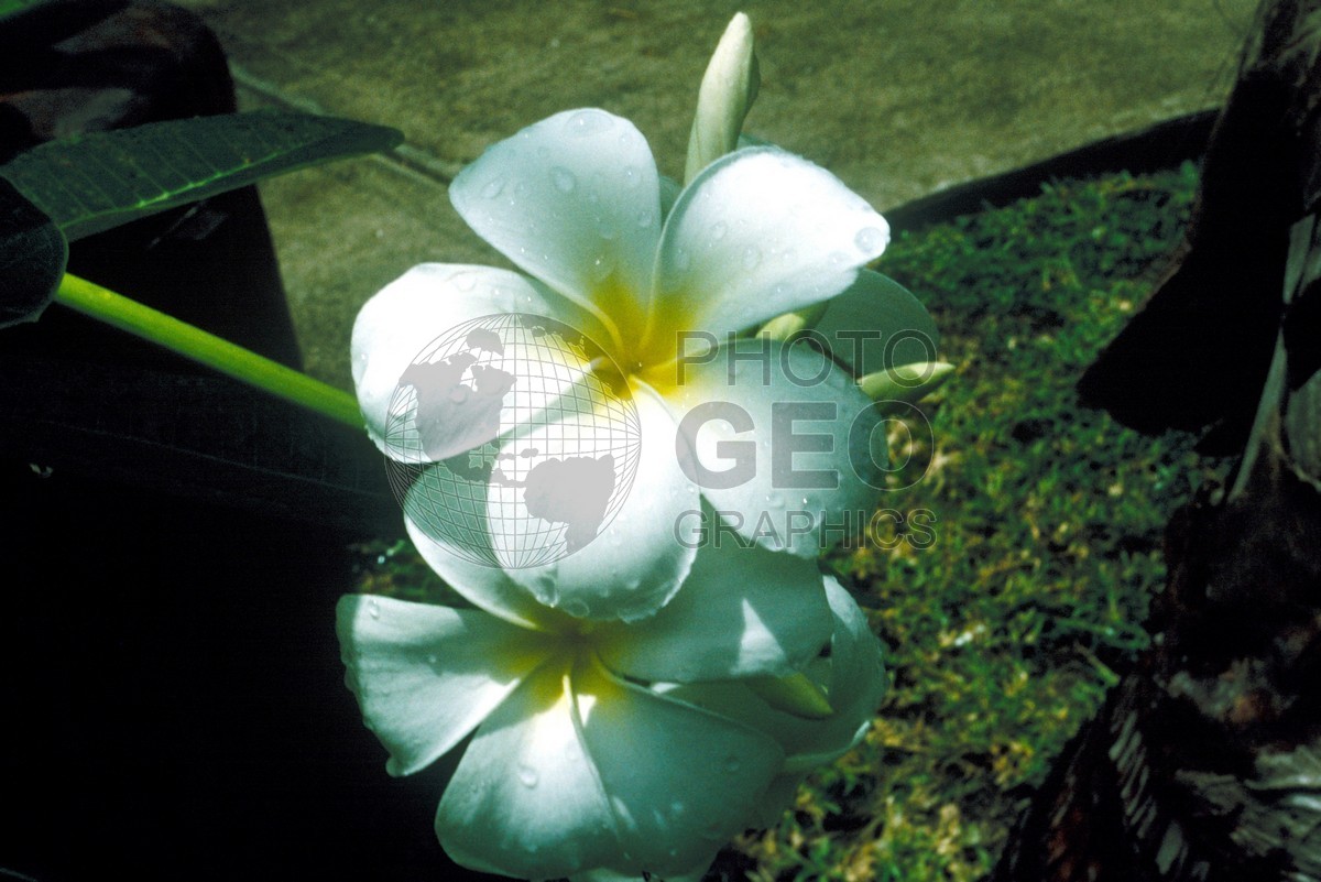 0945 Plumeria, Maui, HI
