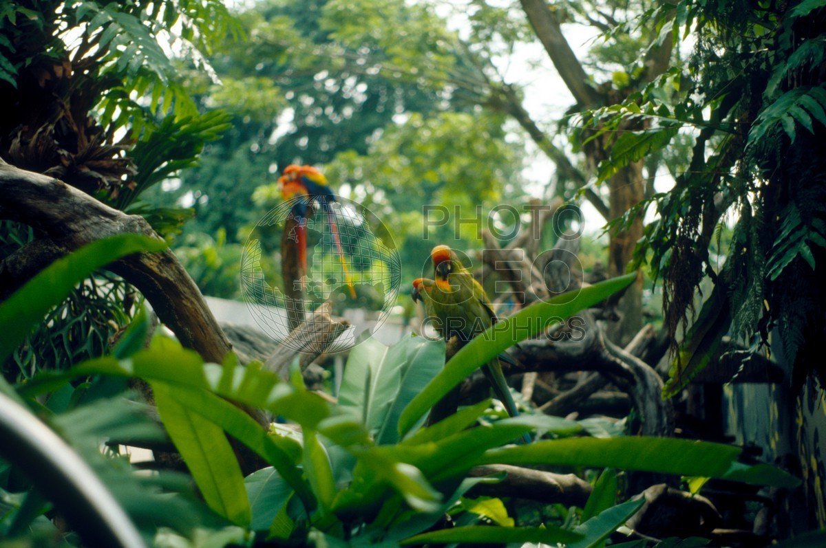 0961 Birds, Singapore