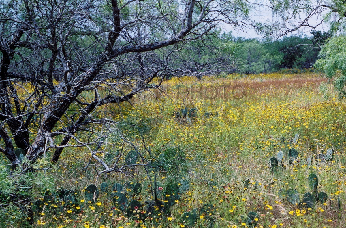 2351 Hill Country Spring, Fredericksburg, TX