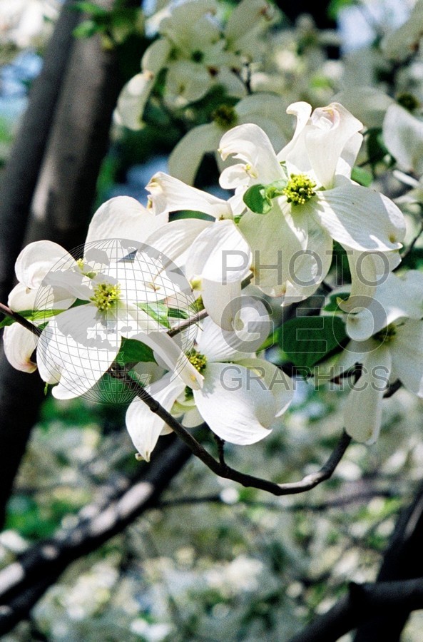2355 Dogwood, Dallas Arboretum, TX
