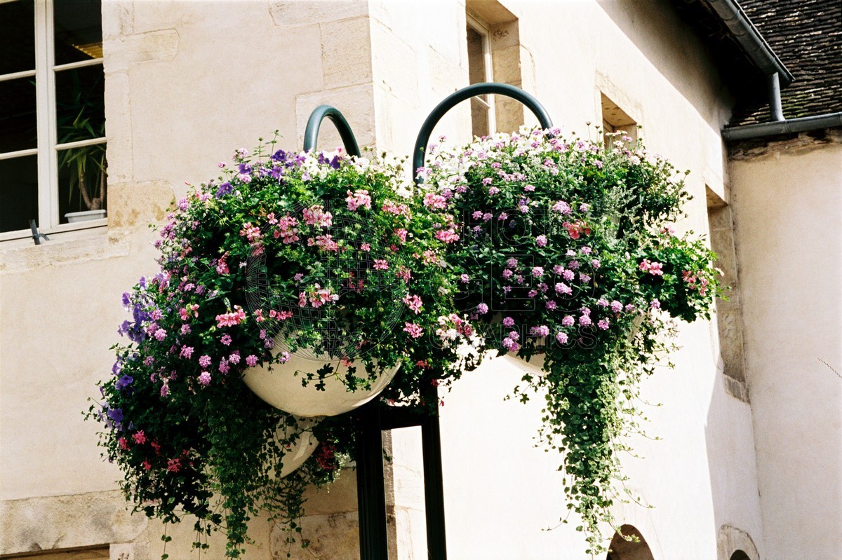 1008 Hanging Baskets, Beaune, France