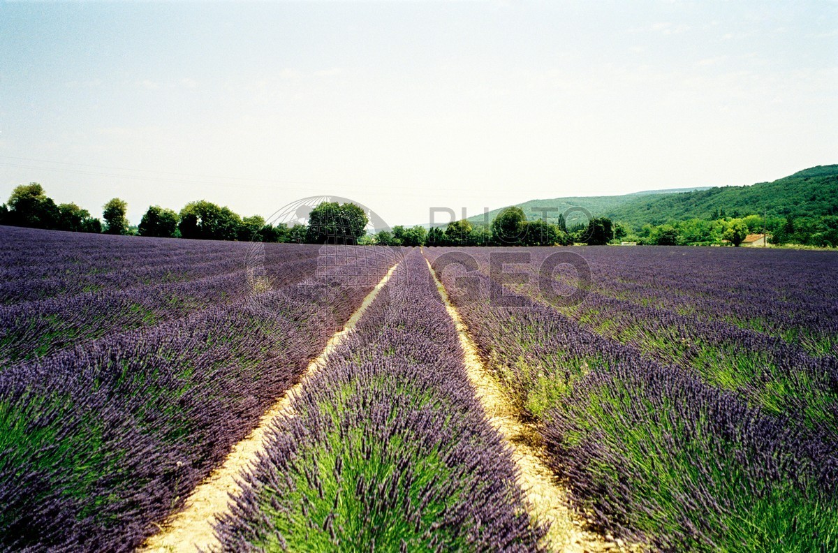 1017 Lavender Fields, France