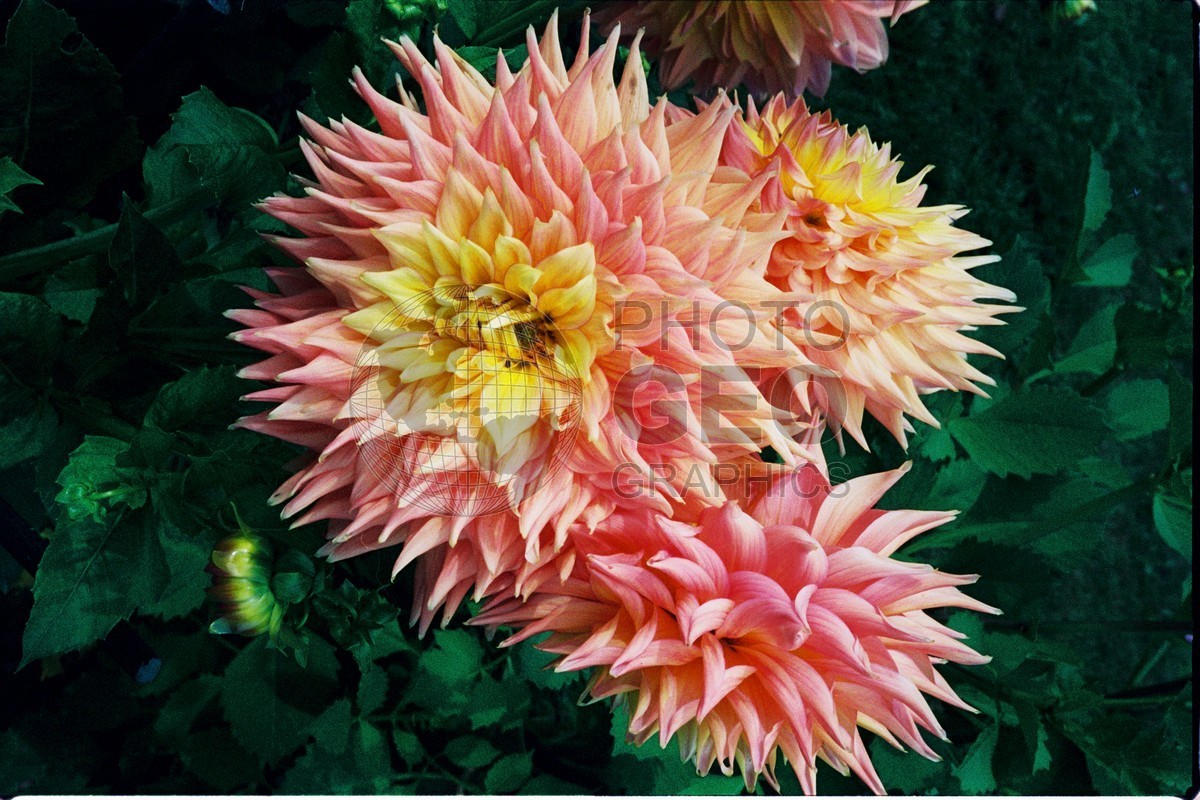 1082 Pink and Yellow Chrysanthhamums, Bangor, ME