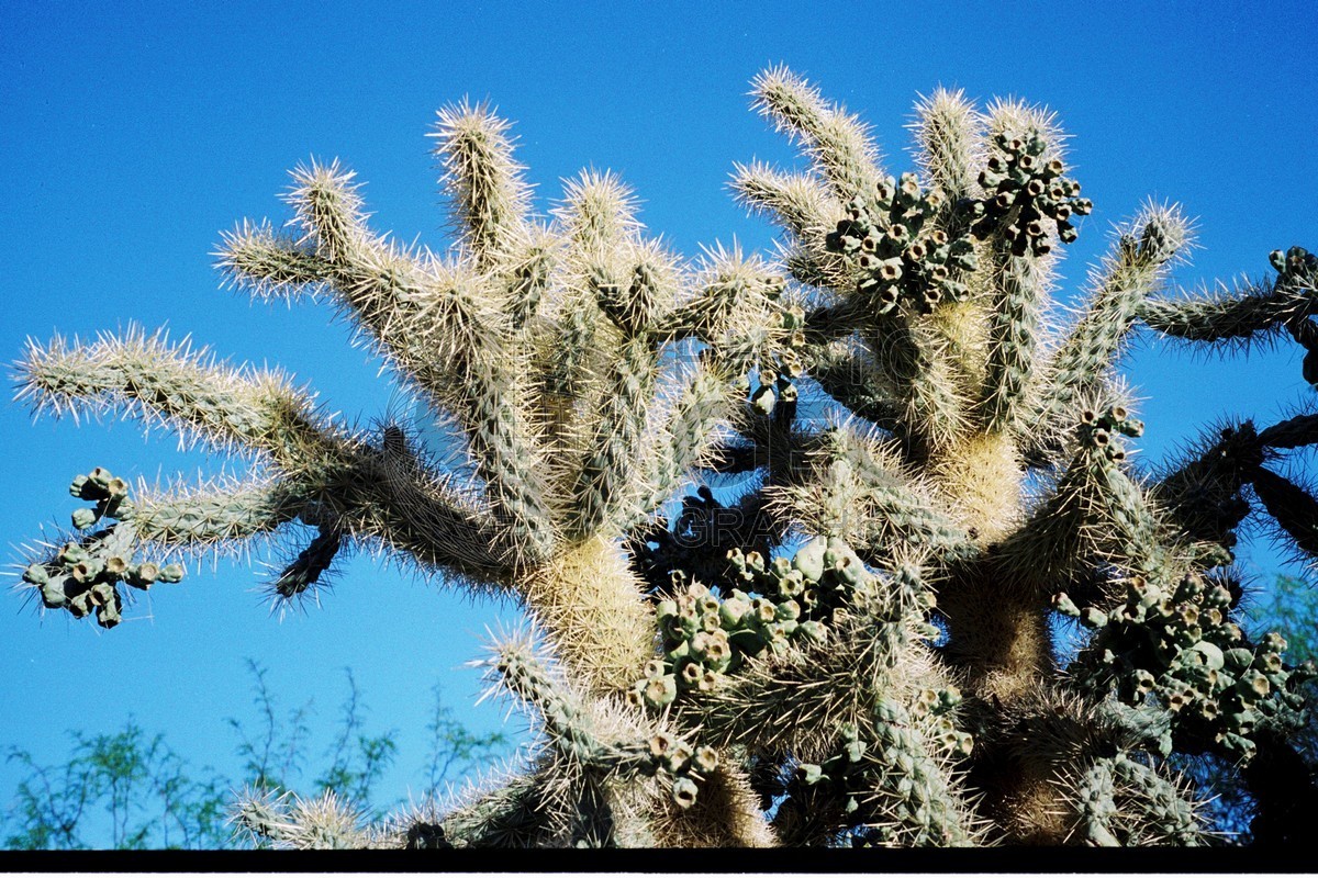 1123 Cactus, Tucson, AZ