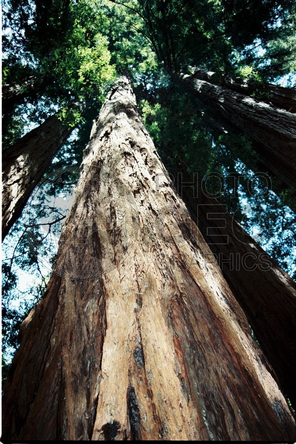 1146 Looking up a Sequoia, Muir Woods, CA