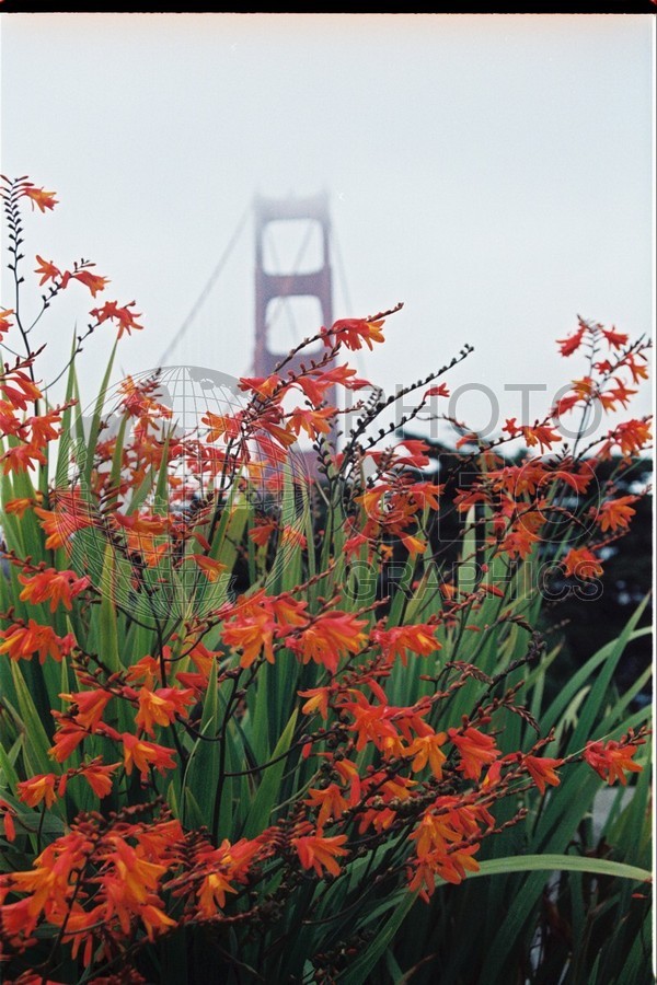 1148 Golden Gate Bridge Behind Red Flowers, San Francisco, CA