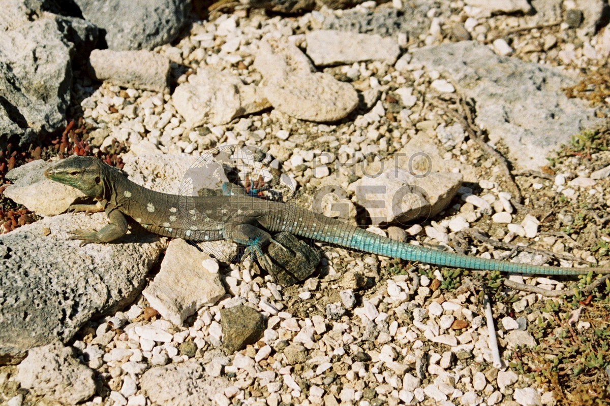 1159 Lizard, Curacao