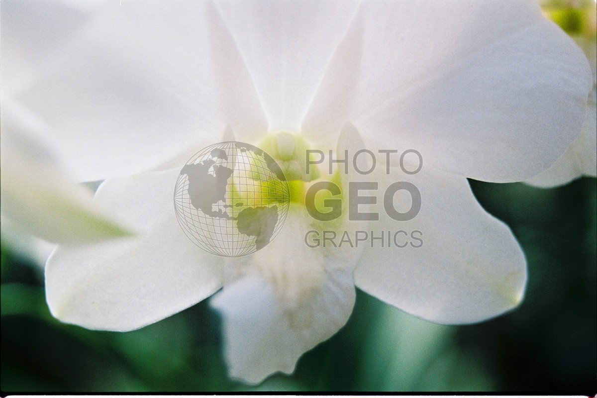 1166 Orchid, St. Lucia