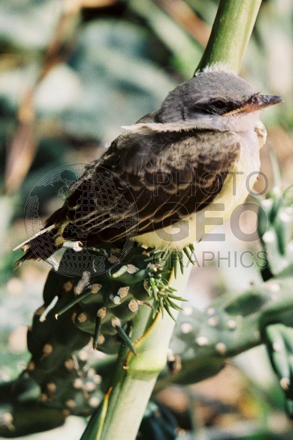 1198 Bird, San Antonio, TX