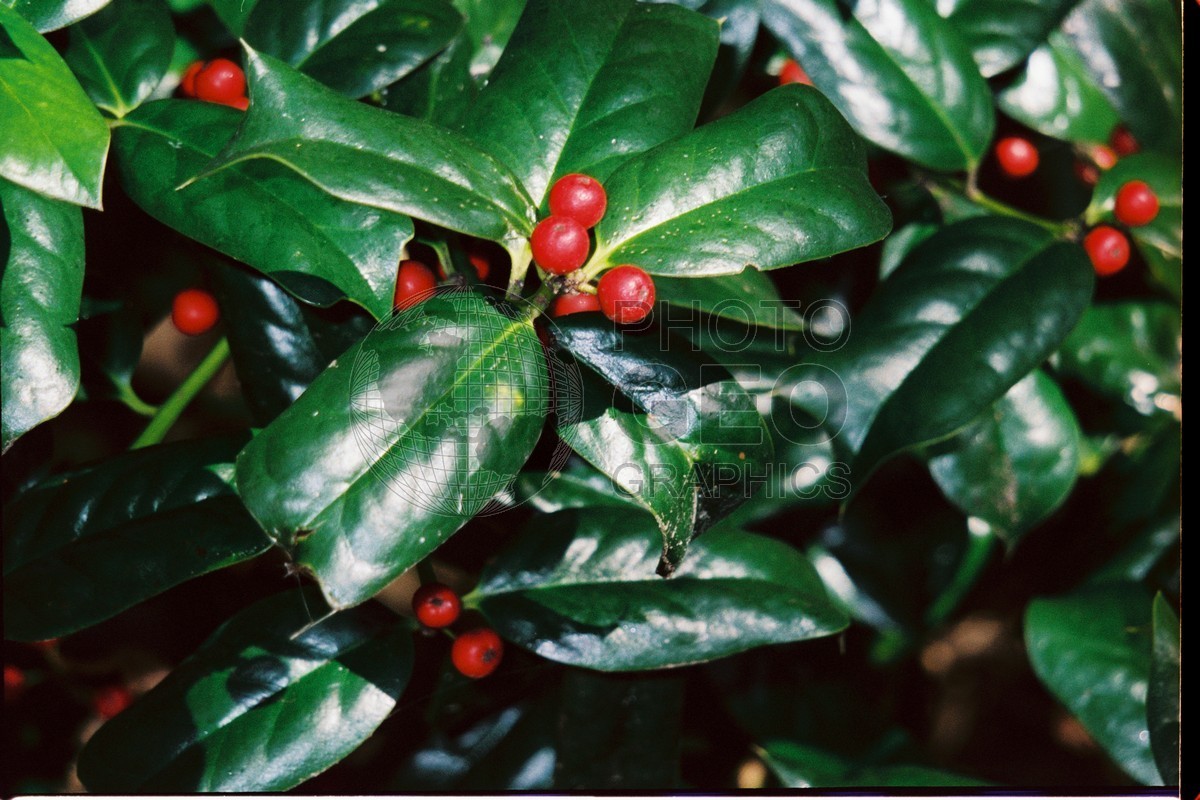 1201 Holly Berries, Dallas Arboretum, TX
