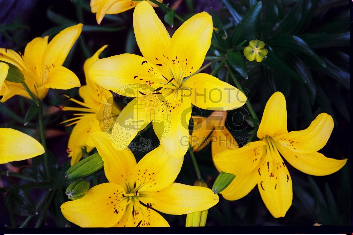1203 Yellow Flowers, Boothbay, ME