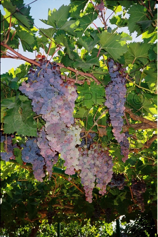 1223 Grapes, Spain