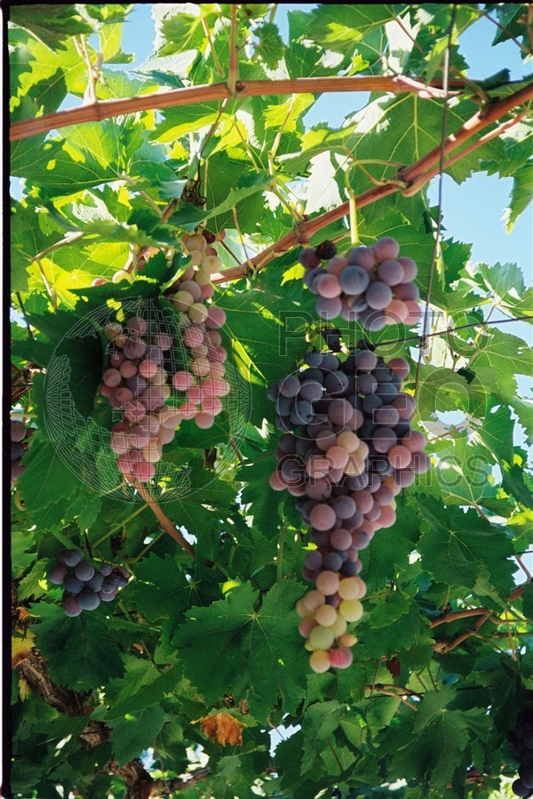 1224 Wine in Couple Years, Spain