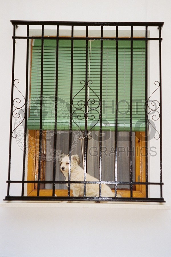 1225 Doggie in the Window, Spain