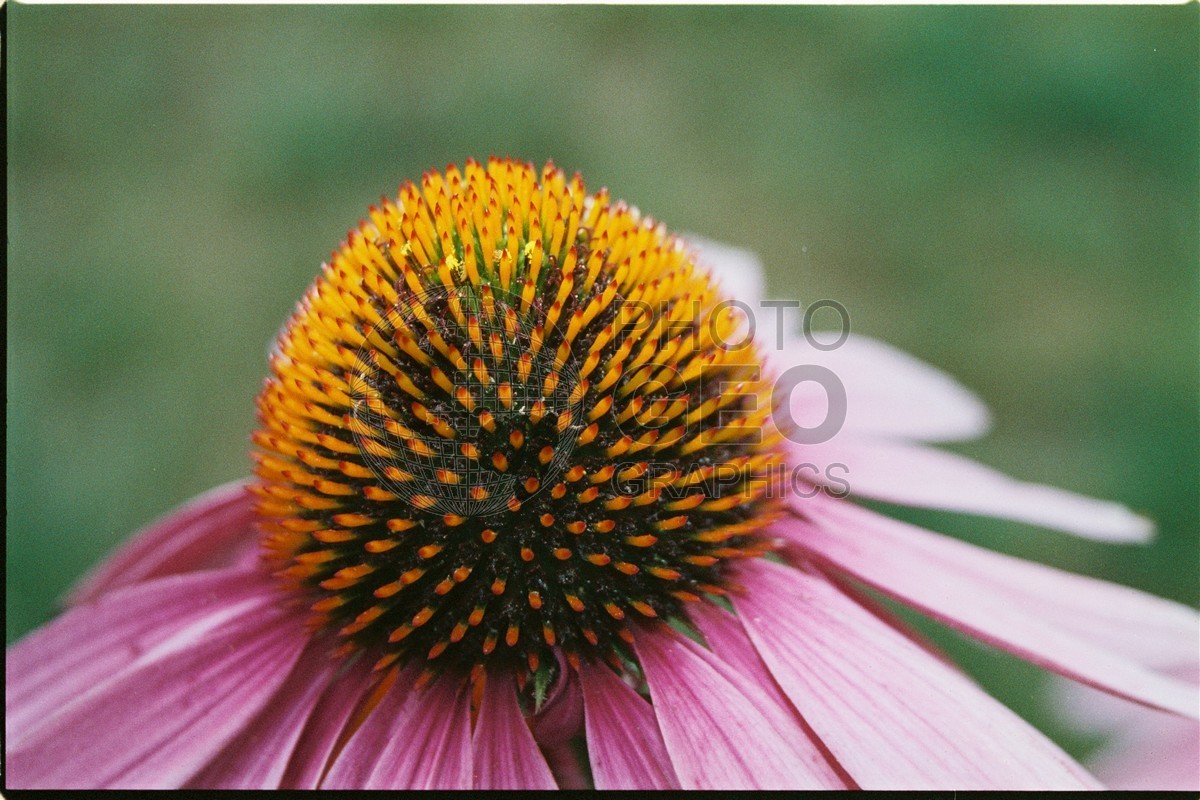 1240 Purple Cone Flower, Cape Cod, MA