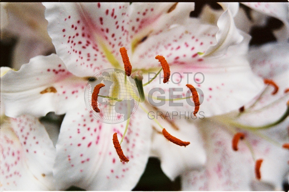 1242 White Lily w/ Red Tip (Dreams Time), Cape Cod, MA