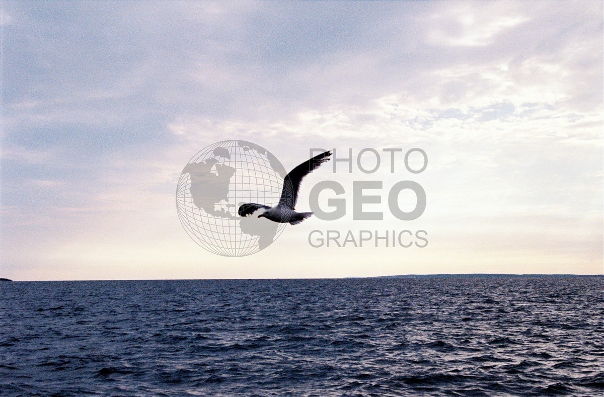 1247 Seagull, Martha's Vineyard, MA