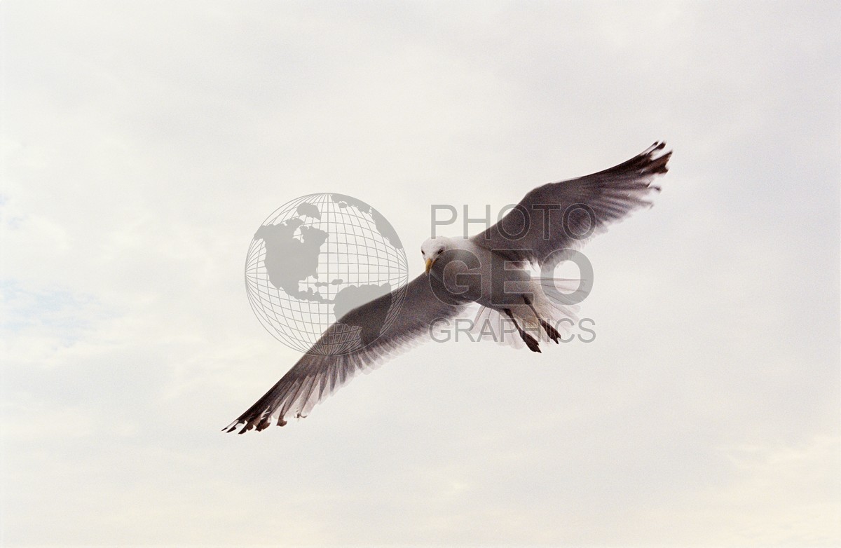 1248 Seagull, Martha's Vineyard, MA