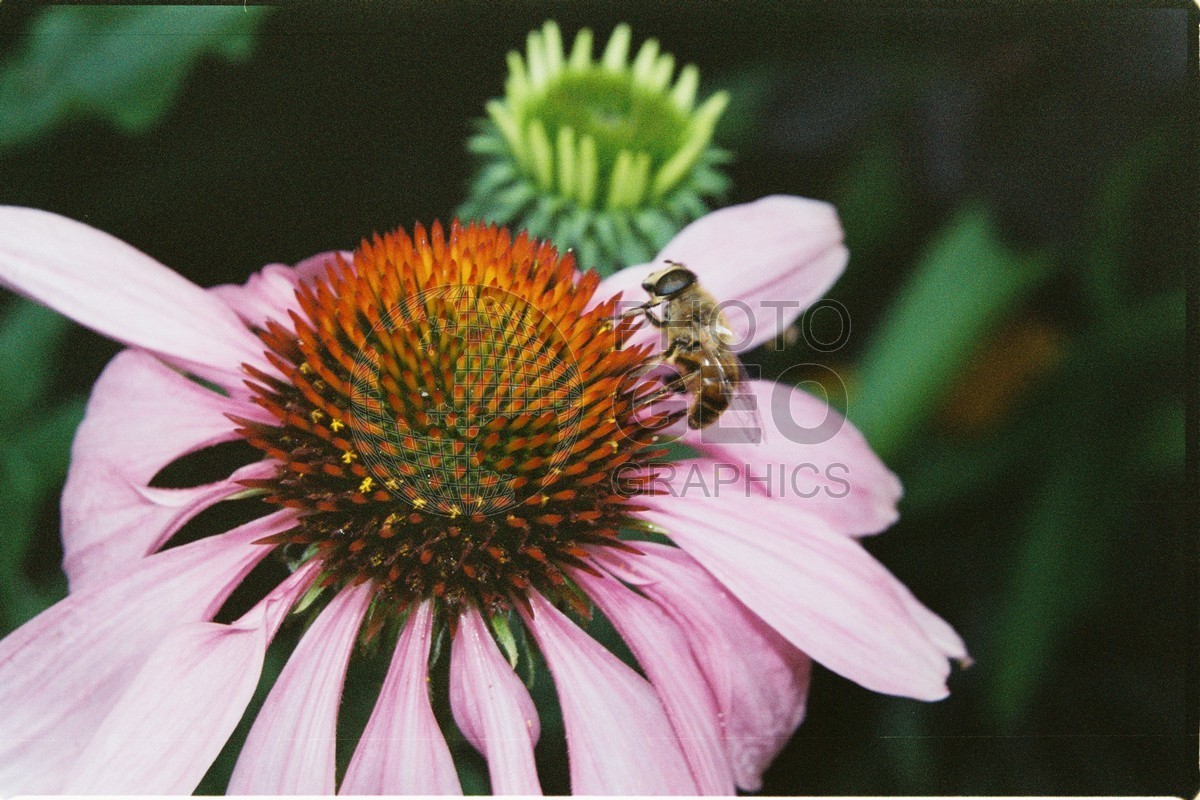 1262 Cone Flower with Bee, Martha's Vineyard, MA