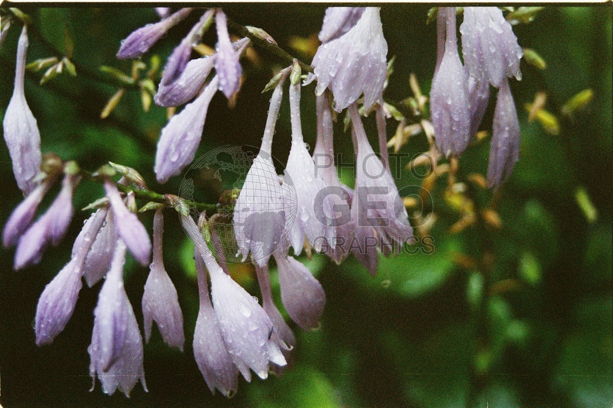 1264 Purple Bellfower, Martha's Vineyard, MA