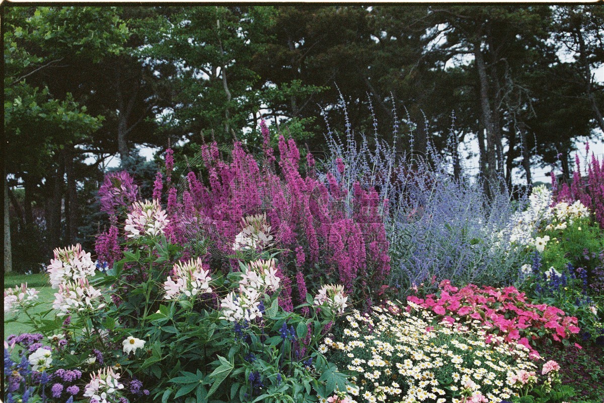1267 Summer Flowers, Martha's Vineyard, MA