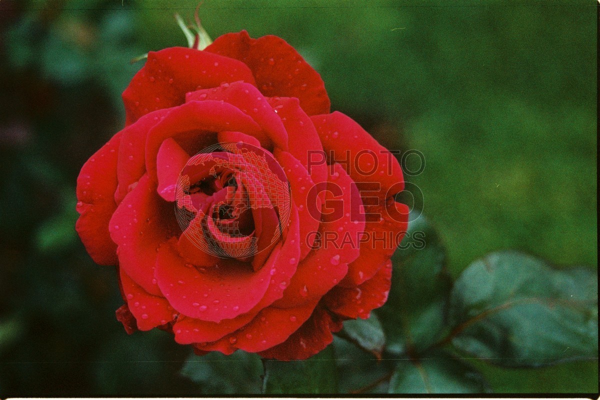 1268 Red Rose, Martha's Vineyard, MA