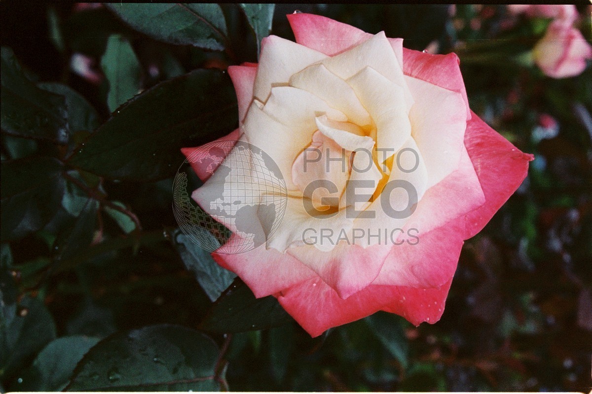 1269 Pink Rose, Martha's Vineyard, MA