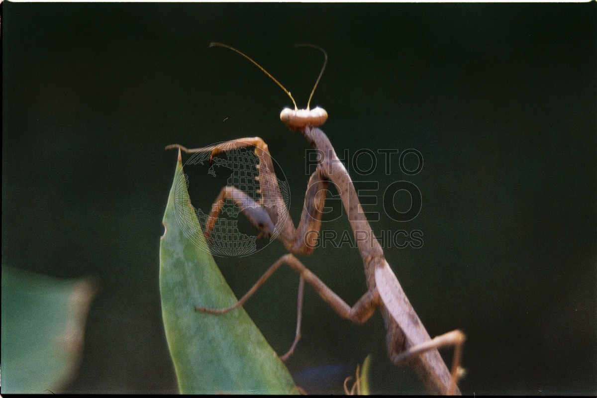 1272 Praying Mantis, Dallas, TX
