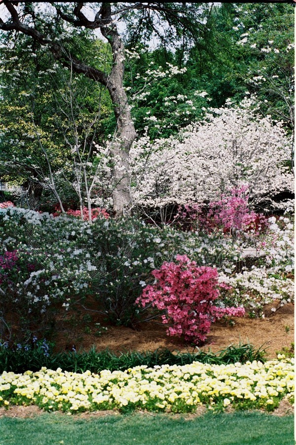 1273 Spring Flowers, Dallas Arboretum, TX