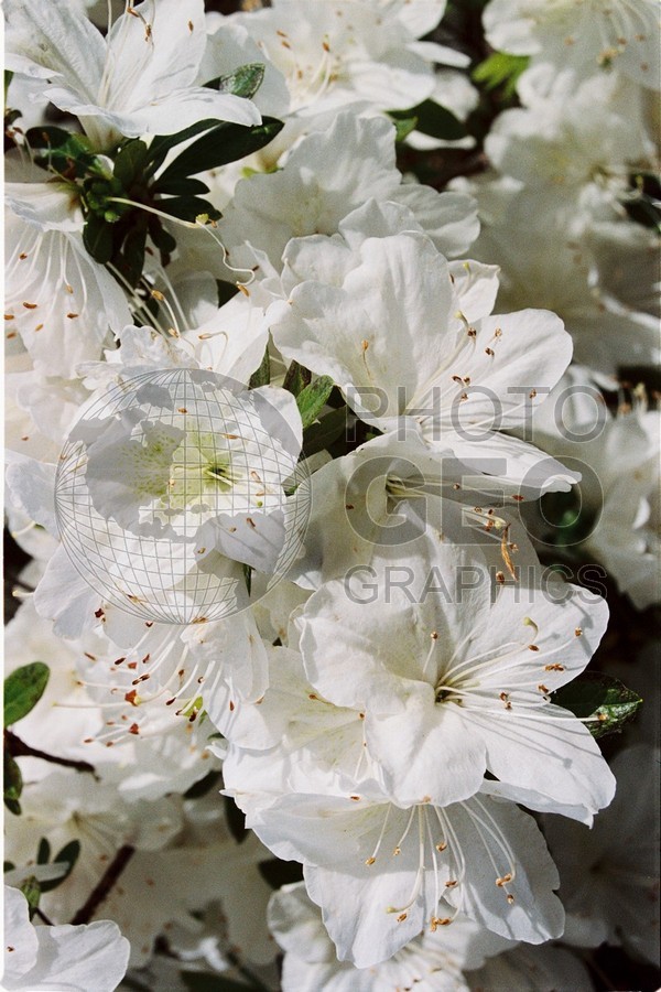 1276 White Azaleas, Dallas Arboretum, TX