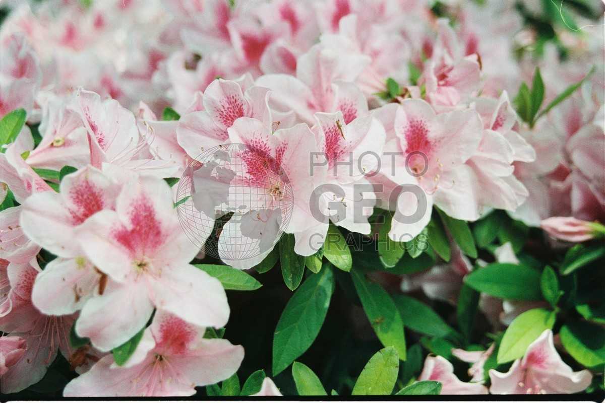 1277 Pink Azaleas, Dallas Arboretum, TX