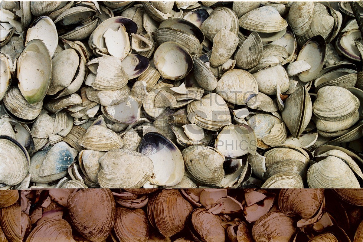 1303 Oyster Shells, Cape Cod, MA (Copy)