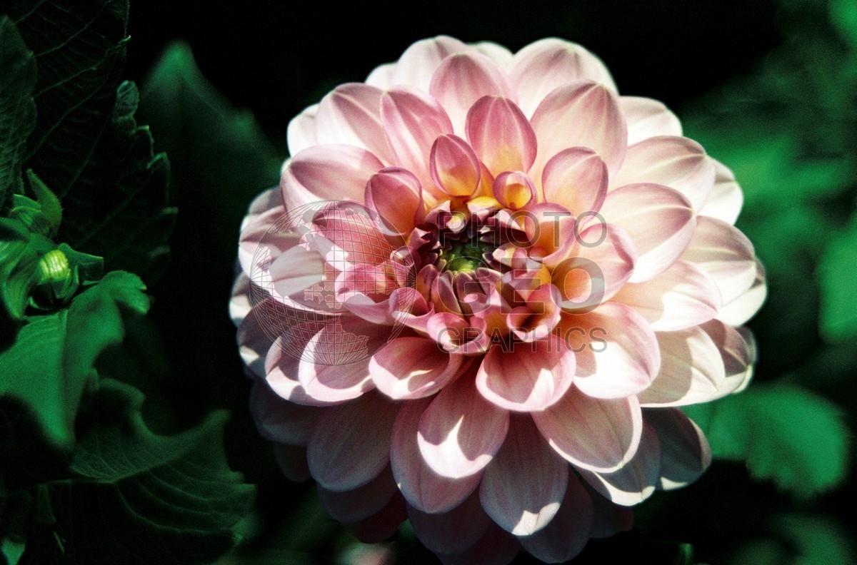 1306 Pink Dahlia, Cape Cod, MA