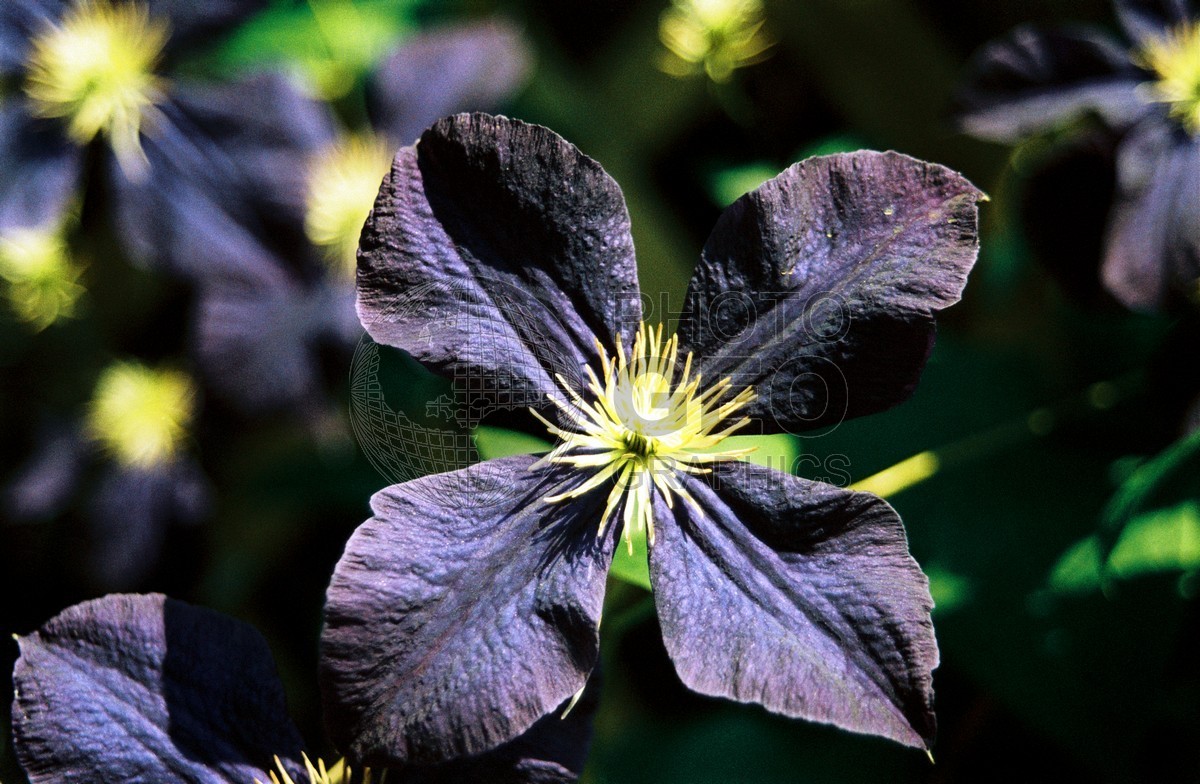 1307 Purple Flower, Cape Cod, MA