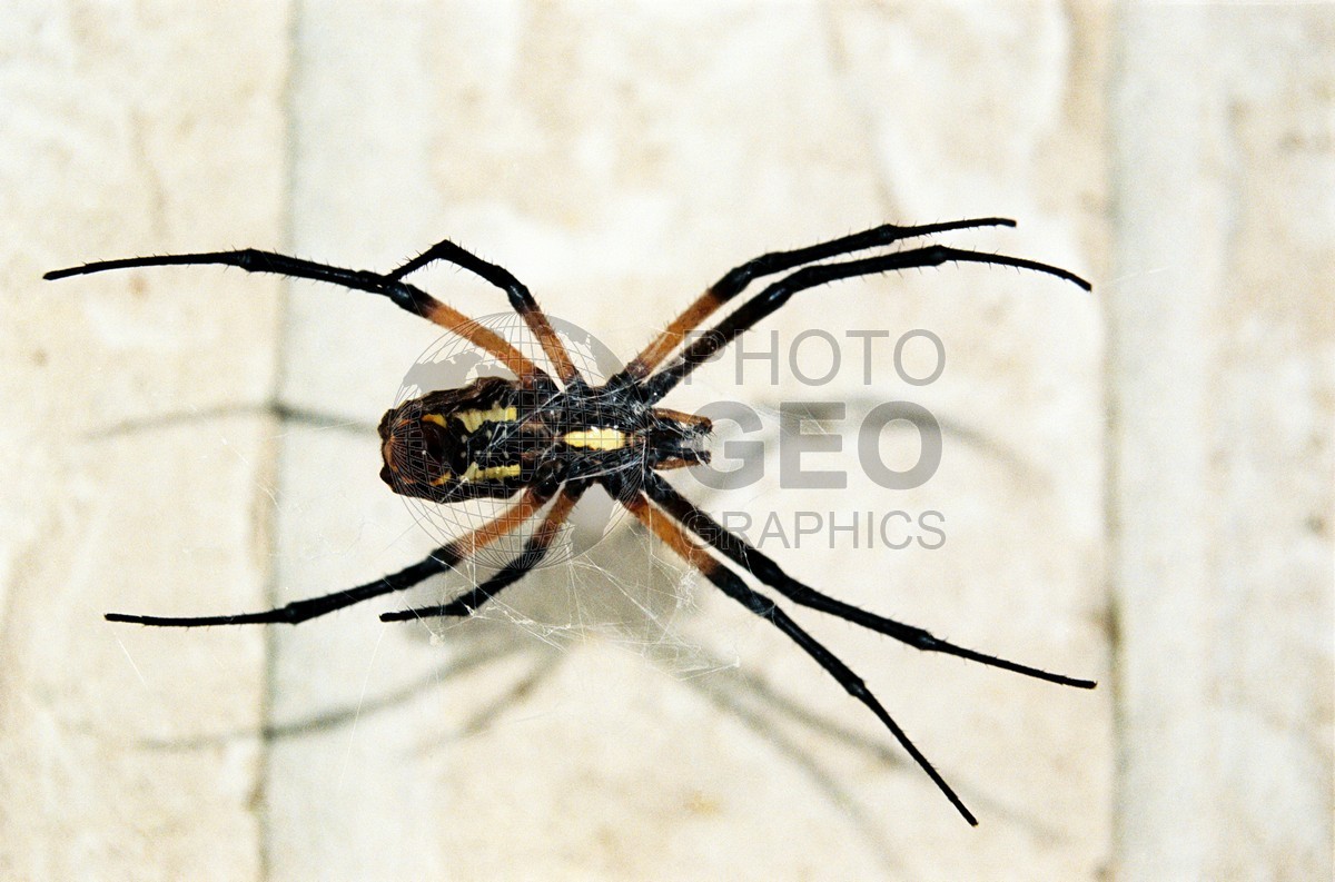 1308 What a Web we Weave, Richardson, TX