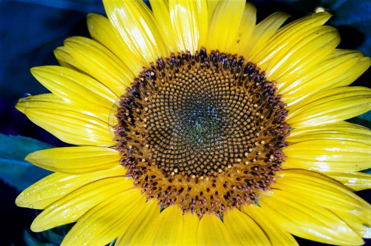 1316 Yellow Daisy, Cape Cod, MA